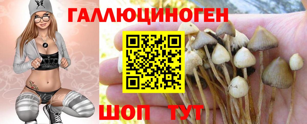 Галлюциногенные грибы Psilocybe Сергиев Посад